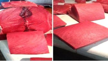 أسعار الأسماك اليوم الثلاثاء فى عدن 11 نوفمبر 2025م