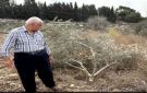 اوتشا: تحول حصاد الزيتون للفلسطينيين من موسم احتفال إلى فترة خوف وخسارة