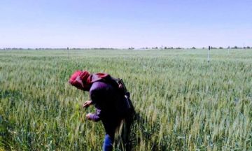 الجوف تسجل توسعا لافتا في زراعة القمح بمساحة تقارب 17 ألف و600 هكتار