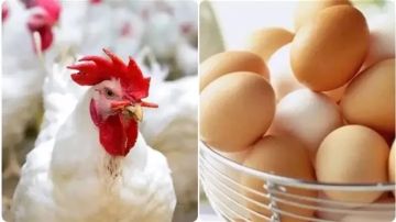 ارتفاع سعر الفراخ في مصر اليوم الأربعاء 3 ديسمبر 2025 ارتفاع سعر الفراخ في مصر اليوم الأربعاء 3 ديسمبر 2025