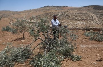 مستوطنون يحرقون كرفانا وجرافة شرق رام الله وآخرون يسرقون مركبة جنوب نابلس ويقطعون عشرات أشجار الزيتون شمال القدس مستوطنون يحرقون كرفانا وجرافة شرق رام الله وآخرون يسرقون مركبة جنوب نابلس ويقطعون عشرات أشجار الزيتون شمال القدس