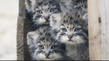 دراسة توضح.. لماذا تصدر القطط مواء أكثر عند تحية الرجل؟