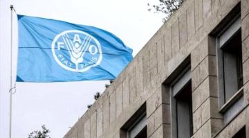 الفاو تطلب تمويلا بقيمة 86 مليون دولار لمواجهة الأزمة الغذائية في اليمن