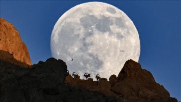 البدر والماعز البري.. مشهد ليلي آسر بقمم وان التركية