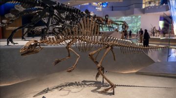 متحف التاريخ الطبيعي بأبوظبي.. معروضات نادرة و(رحلة فريدة) عبر الزمن