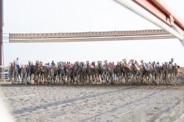 سلطنة عمان تطلق منافسات السباق العام للهجن بولاية بركاء