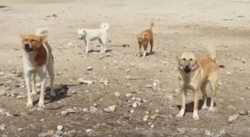 أهالي معبر يطلقون نداء استغاثة بعد افتراس طفلة من كلاب ضالة ويطالبون بالتدخل العاجل - صور