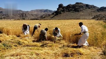 تدشين المرحلة الثانية من حصاد القمح المحسن في جحانة