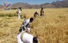 تدشين المرحلة الثانية من حصاد القمح المحسن في جحانة بمحافظة صنعاء - ye