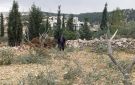 مستوطنون يحطمون أشجار زيتون ويعتدون على فلسطينيين في بيت لحم وطوباس