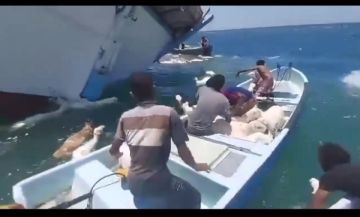 سفينة محملة بمليون رأس من الأغنام تنقلب قرب سواحل عدن سفينة محملة بمليون رأس من الأغنام تنقلب قرب سواحل عدن