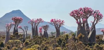 تواصل التحذيرات من خطر فقدان سقطرى للقبها العالمي