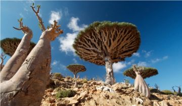 سقطرى.. أرخبيل يمني ساحر يجذب انتباه العالم(رصد خاص)