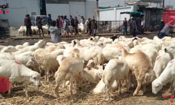 أسعار المواشي والدواجن والبيض في العاصمة عدن اليوم الخميس 25 سبتمبر 2025م