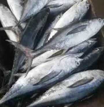 استقرار أسعار الأسماك والجمبري في الأسواق المصرية اليوم الإثنين 29 سبتمبر 2025