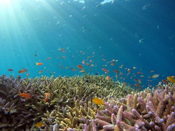 القمة العالمية الأولى للشعب المرجانية... ريادة سعودية عالمية في حماية النظم البيئية البحرية