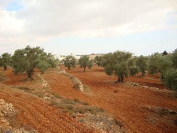 العدو الصهيوني يجبر عائلة فلسطينية على الخروج من منزلها لشق طريق في طوباس ويقتلع اشجار في رام الله