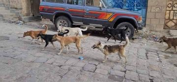 481 إصـ.ـابة بـ.ـداء الكلب في تعز خلال عام واحد.. تحذيرات من كارثة صحية صامتة