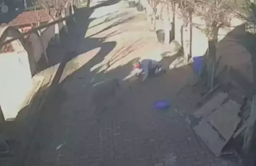 حادثة صادمة في إسطنبول.. كبش شرس يهاجم صاحبه لعدة دقائق وعدسات الكاميرا توثق الواقعة