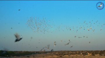 انطلاق فعاليات سباق الحمام الزاجل في محافظة شبوة