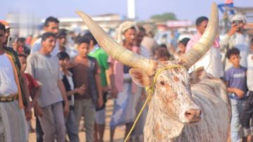 افتتاح سوق البيسة للمواشي والمنتجات الزراعية في السخنة بالحديدة