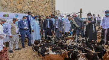 تدشين حملة معالجة الطفيليات الدخيلة والدورة التدريبية لعمال الصحة الحيوانية بسقطرى تدشين حملة معالجة الطفيليات الدخيلة والدورة التدريبية لعمال الصحة الحيوانية بسقطرى