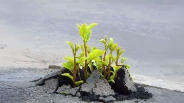 زهرة الإسمنت