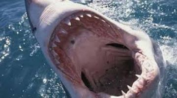 إصابة فتى بجروح خطرة إثر تعرضه لهجوم قرش في أستراليا