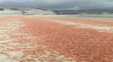 تحذيرات بيئية بعد نفوق واسع للربيان في سواحل أرخبيل سقطرى تحذيرات بيئية بعد نفوق واسع للربيان في سواحل أرخبيل سقطرى