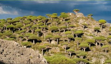 صحيفة إسبانية تسلط الضوء على انتهاكات الإمارات في سقطرى صحيفة إسبانية تسلط الضوء على انتهاكات الإمارات في سقطرى