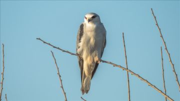 دلتا (تشوقوروفا) التركية.. محطة للطيور المهاجرة بين نصفي الكرة الأرضية