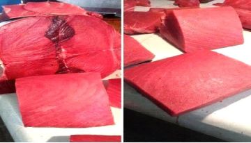 أسعار الأسماك اليوم الأربعاء فى عدن 20 يناير 2026م أسعار الأسماك اليوم الأربعاء فى عدن 20 يناير 2026م