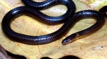 اكتشاف نوع جديد من الأفاعي في الهند