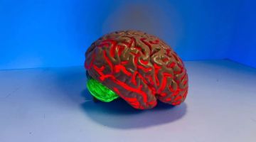 دراسة علمية تكشف منطقة غير معروفة سابقا في دماغ المراهقين دراسة علمية تكشف منطقة غير معروفة سابقا في دماغ المراهقين