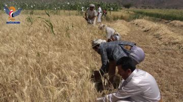 تدشين موسم حصاد القمح الصيفي المحسن بمديرية جحانة في محافظة صنعاء