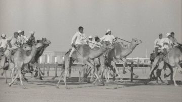 (متحف زايد الوطني) يوثق 7000 عام من (تاريخ الإبل)