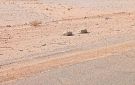 الأجهزة الأمنية في شبوة تحبط مخططا إرهابيا وتفكك 3 عبوات ناسفة على الخط الدولي
