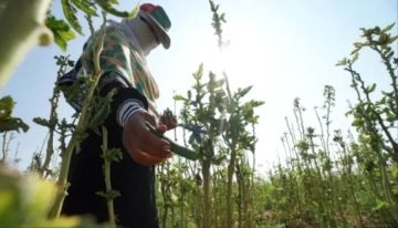 فضيحة البذور الفاسدة! الحوثيون يسممون مزارعي اليمن بهذا الاكتشاف الصادم! فضيحة البذور الفاسدة! الحوثيون يسممون مزارعي اليمن بهذا الاكتشاف الصادم!