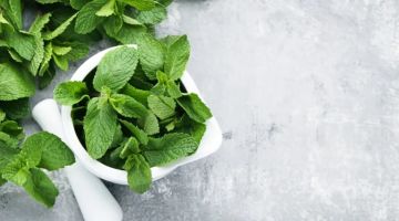 خديعة النعناع.. دراسة تكشف كيف (يغش) المنثول عقولنا لنشعر بالثلج؟