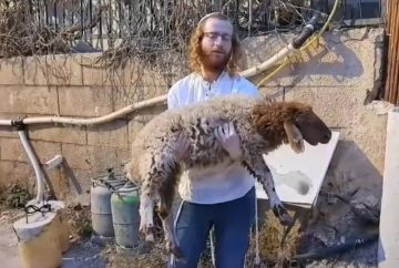 محافظة القدس تحذر من محاولات مستوطنين إدخال القرابين الحيوانية إلى الأقصى محافظة القدس تحذر من محاولات مستوطنين إدخال القرابين الحيوانية إلى الأقصى