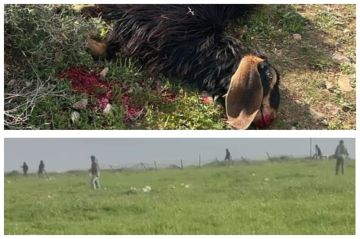 مستوطنون يهاجمون المواطنين الفلسطينيين شرق عاطوف وآخرون يعتدون على ممتلكات المواطنين في تجمع معازي جبع البدوي شمال شرق القدس