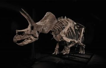متحف يعرض هيكل ديناصور نادر للبيع في مزاد.. تعرف على السعر المنتظر
