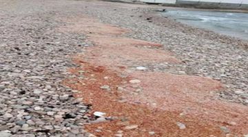 تيارات بحرية تجرف كميات من الجمبري من ساحل المكلا