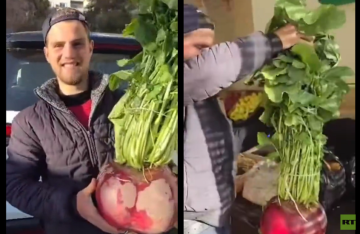 سوري يحصد رأس فجل يتجاوز وزنه 10 كغ سوري يحصد رأس فجل يتجاوز وزنه 10 كغ