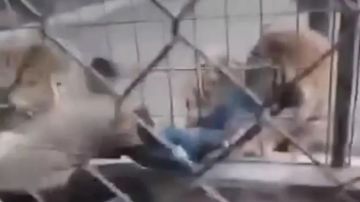 نمر مفترس يصطاد طفلا في الحديقة ويسحبه إلى داخل السياج والنهاية غير متوقعة (فيديو)