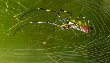 عناكب مخيفة تجتاح الولايات المتحدة عناكب مخيفة تجتاح الولايات المتحدة