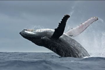 هل سنتمكن قريبا من التحدث مع الحيوانات؟ العلم يقترب من فك الشفرة