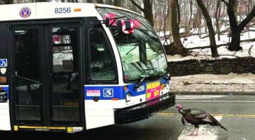 ديك رومي يناطح حافلة ويوقف المرور