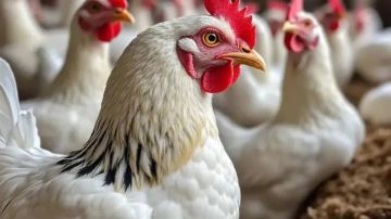 سعر الفراخ اليوم الأربعاء 18 مارس 2026.. تحرك جديد في أسعار الدواجن بالأسواق المصرية