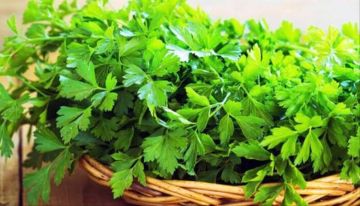 أبرزها البقدونس.. أعشاب تعزز الصحة العامة للجسم أبرزها البقدونس.. أعشاب تعزز الصحة العامة للجسم